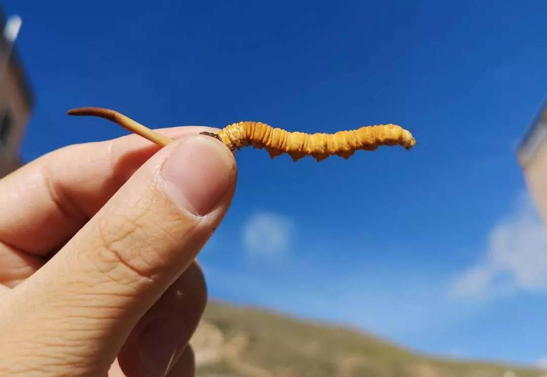 秋干冬燥咽喉肿痛在热水里加点冬虫夏草让你清肝养肺还降