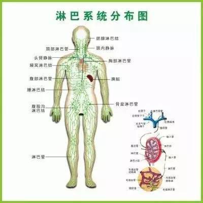 人体三处淋巴决定生死